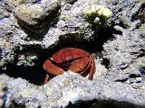 Crabe convexe_01
